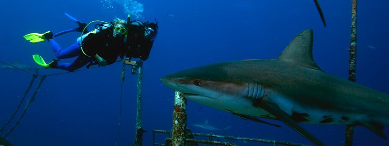 divers sharks and wreck