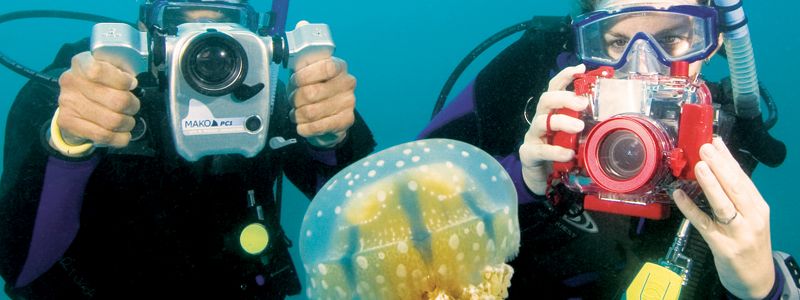 divers with jellyfish