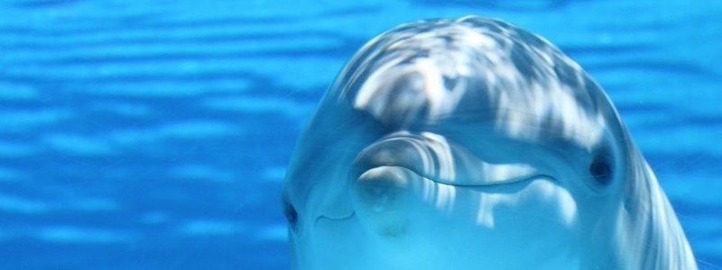 dolphin