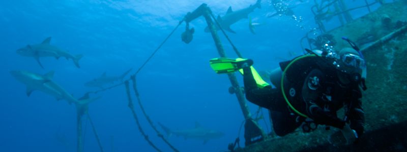 sharks and wreck