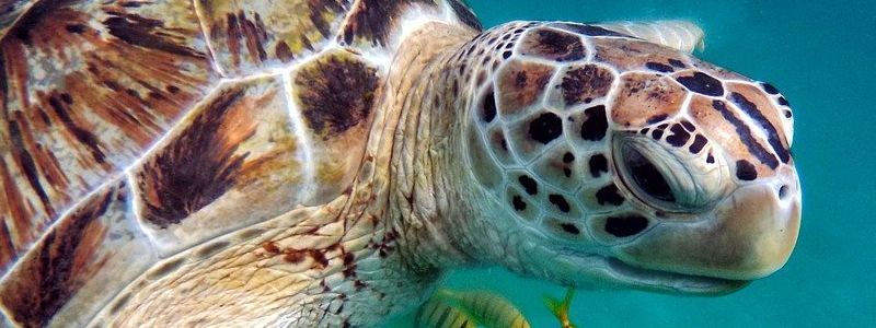 turtle